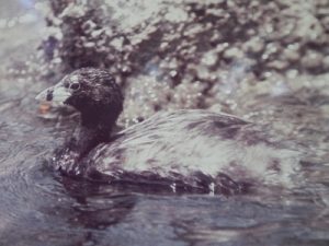 Fotografía del Pato Poc del Museo Nacional de Historia Natural de Guatemala