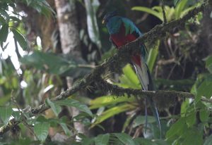 El Quetzal, ave simbolo de la Republica de Guatemala. Purulha, Baja Verapaz. Fotografia Esbin Garcia