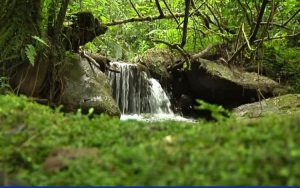 La biodiversidad guatemalteca