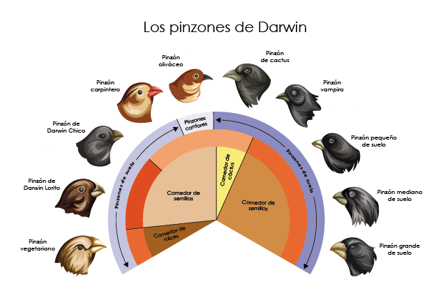 Los pinzones de Darwin