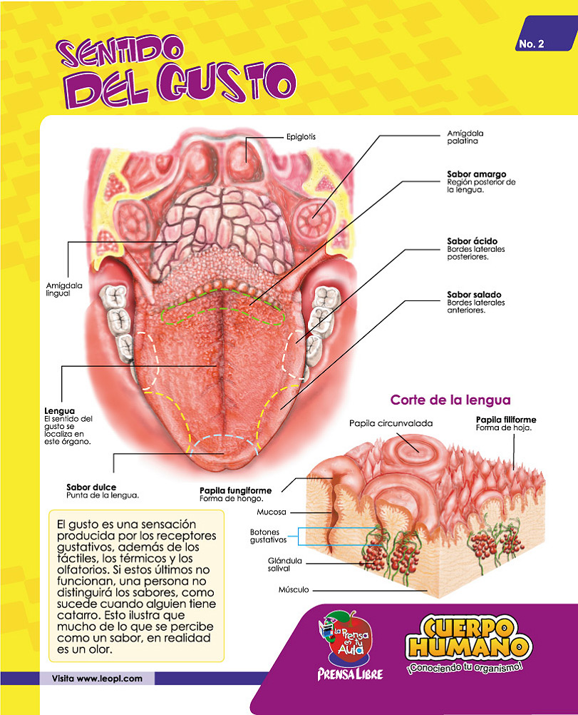 Sentido del gusto