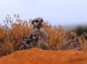 ¿Cuáles son las diferencias entre plantas y animales?