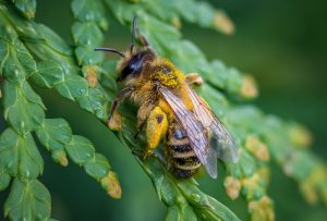 Día de las abejas 