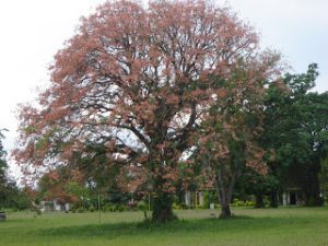 Árbol nacional de Argentina 