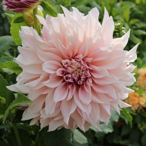 Dalia mexicana 