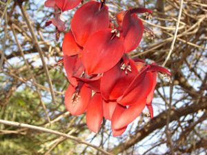 Flor nacional de Argentina 