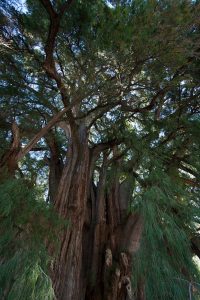 Árbol nacional de México