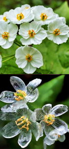La flor de cristal o flor esqueleto se vuelve transparente cuando llueve.
