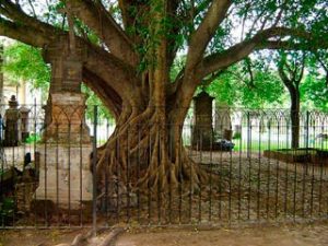 El árbol del vampiro, leyenda mexicana 