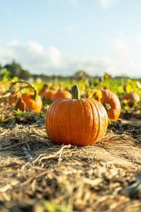 Halloween celebra el fin de la cosecha 