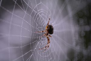 Datos curiosos de las arañas y sus telarañas