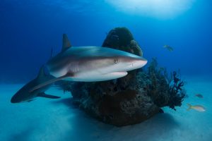 Los tiburones si duermen