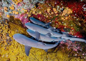 tiburones descansando