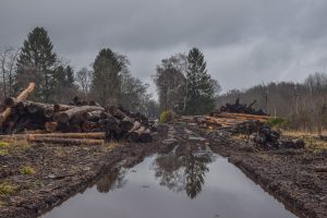 Causas de la deforestación