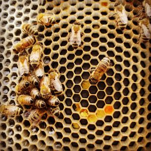 como hacen la miel las abejas 