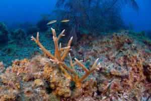 arrecife alacranes