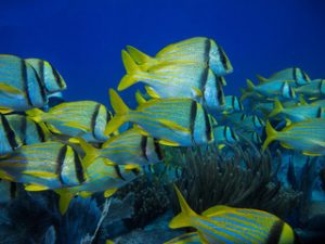 Parque nacional arrecifes alacranes