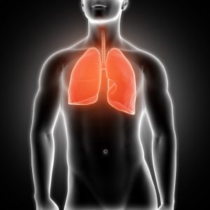 los pulmones 