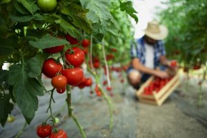 Agricultura 